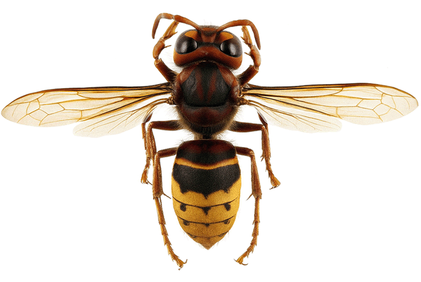 Vespa crabro