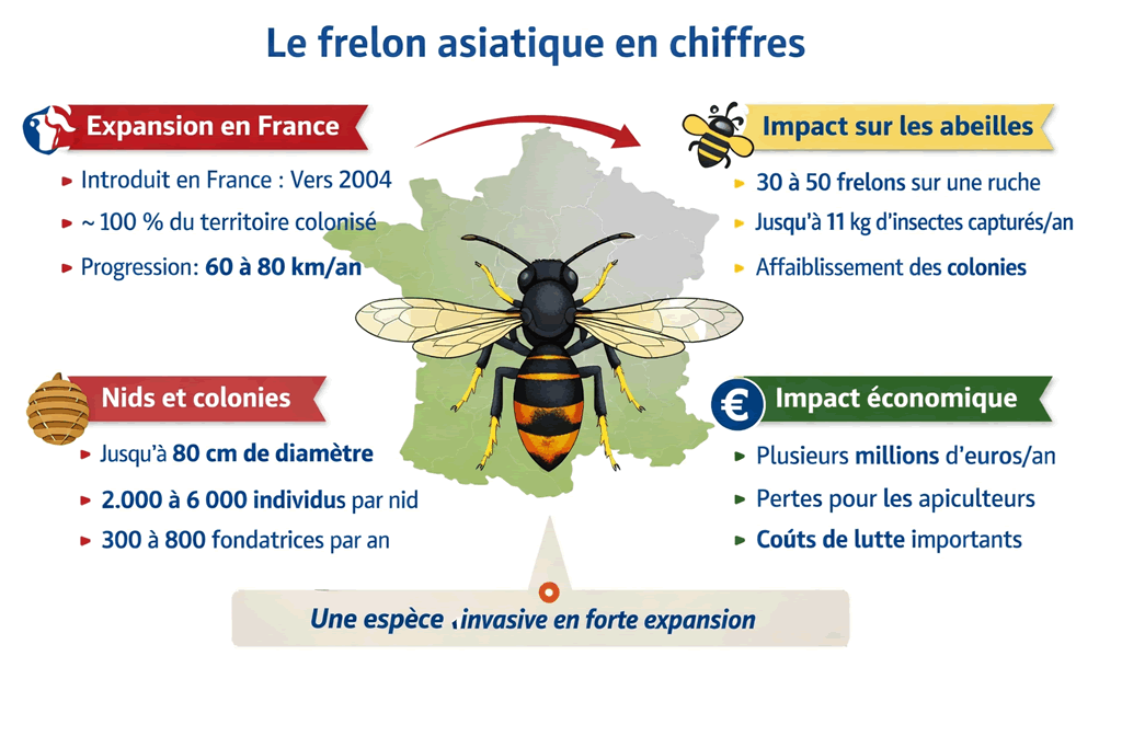 Le frelon asiatique en chiffres